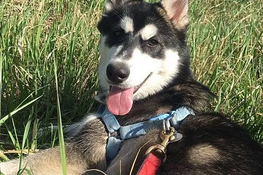 6 miesięczna See La, wesoła, grzeczna sunia HUSKY 