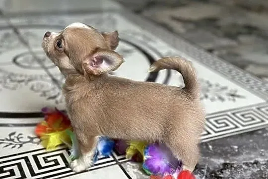 Urocza chihuahua