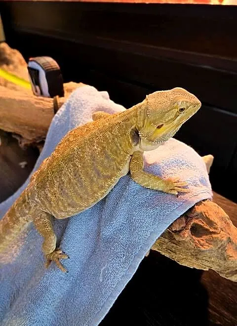 Agama brodata dorodna samica yellow Leatherback, Mazowieckie, Warszawa