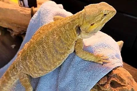 Agama brodata dorodna samica yellow Leatherback, Mazowieckie, Warszawa