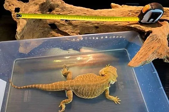 Agama brodata dorodna samica yellow Leatherback, Mazowieckie, Warszawa