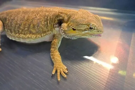 Agama brodata dorodna samica yellow Leatherback, Mazowieckie, Warszawa
