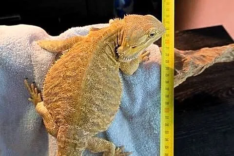 Agama brodata dorodna samica yellow Leatherback, Mazowieckie, Warszawa