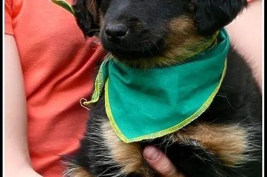 DAFNE - 2.5 MSC WSPANIAŁA SUNIA, CZEKA NA DOM,  mazowieckie Warszawa