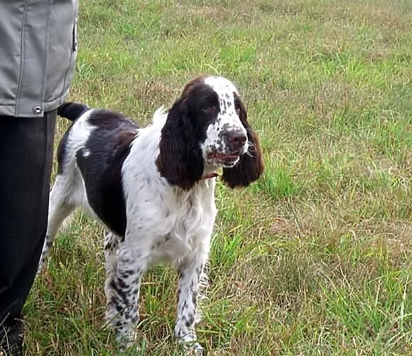 Springer Spaniel Angielski - piesek z doskonałym r