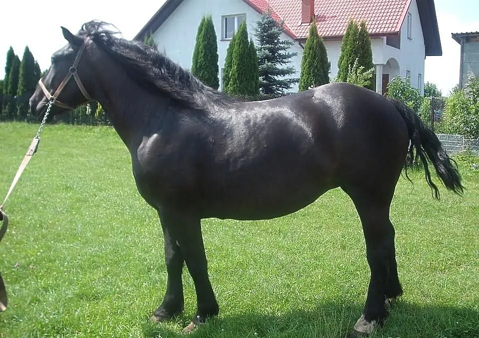 Sprzedam klacze zimnokrwiste