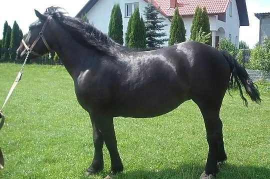 Sprzedam klacze zimnokrwiste