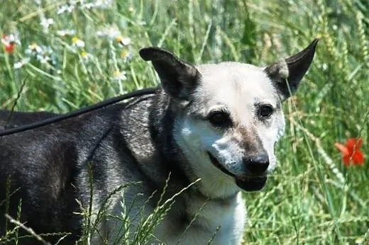 Luna przyjacielska, łagodna, spokojna suczka mix o