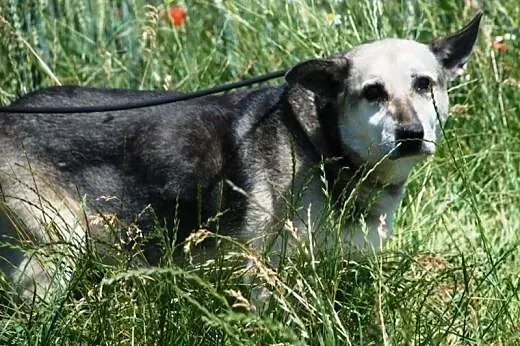 Luna przyjacielska, łagodna, spokojna suczka mix o