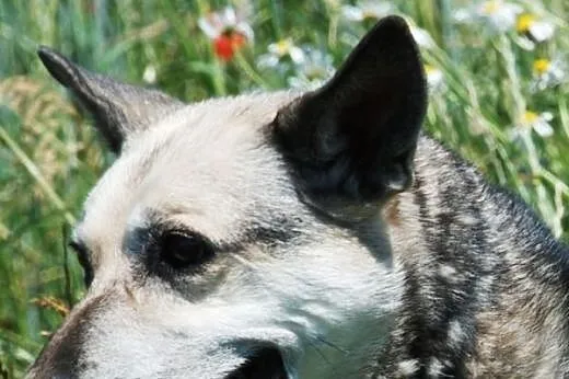 Luna przyjacielska, łagodna, spokojna suczka mix o