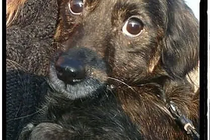 Maleńka blokowa Mikunia szuka domu ADOPCJA ŁTOnZ