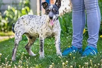 Urfi, młody, oryginalnej urody wesołek do adopcji!,  Kundelki cała Polska