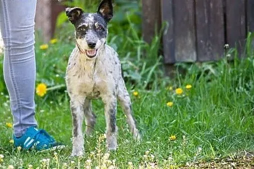 Urfi, młody, oryginalnej urody wesołek do adopcji!