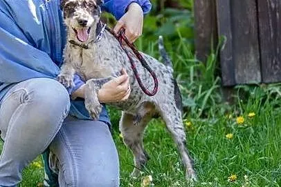 Urfi, młody, oryginalnej urody wesołek do adopcji!