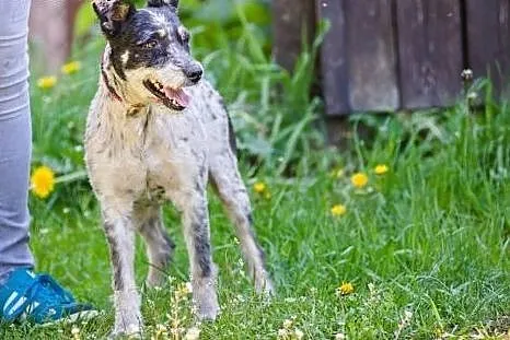 Urfi, młody, oryginalnej urody wesołek do adopcji!