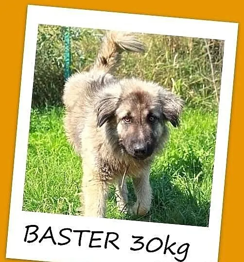 BASTER-młody, roczny,duży(30kg),przyjazny,kontakto