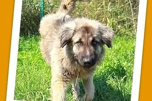 BASTER-młody, roczny,duży(30kg),przyjazny,kontakto