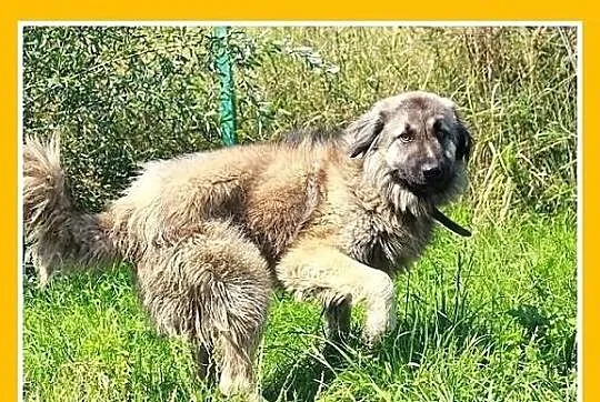 BASTER-młody, roczny,duży(30kg),przyjazny,kontakto
