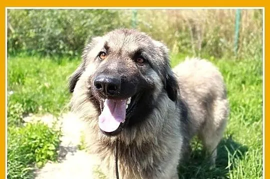 BASTER-młody, roczny,duży(30kg),przyjazny,kontakto