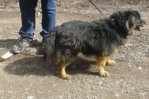 Frędzel - spokojny, sympatyczny psiak, idealny np.