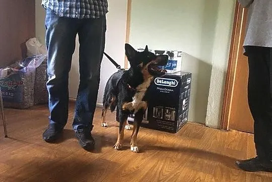 Energiczny wesoły psiak szuka kochającego domku gd, Łódź