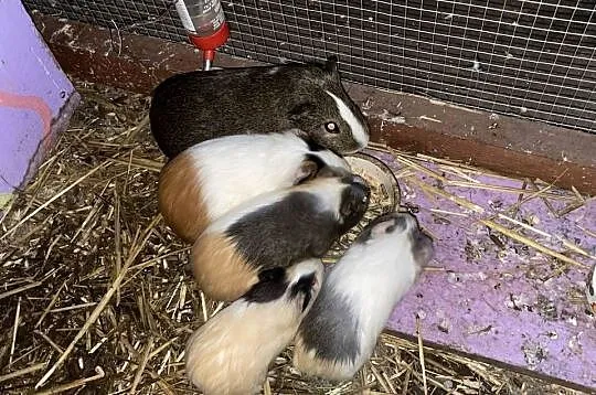 Świnki morskie sprzedam, Wielkopolskie, Dobra Nadzieja