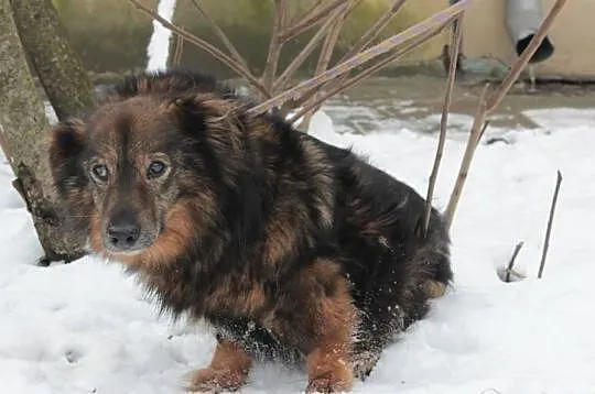 Azor szuka domu.