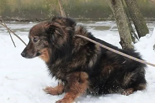 Azor szuka domu.