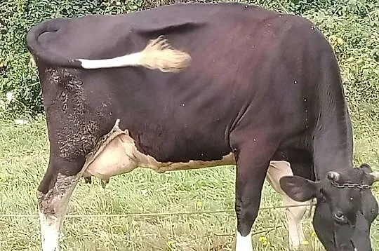Sprzedam krowę