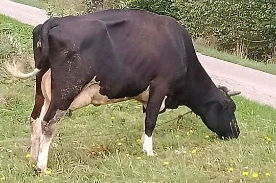 Sprzedam krowę, Podkarpackie, Grodzisko