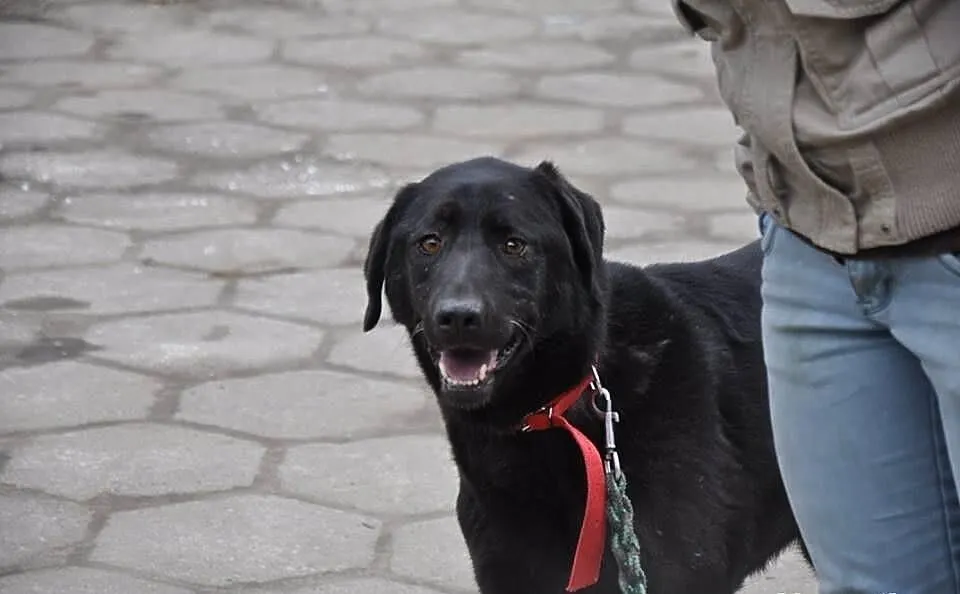 Tara w typie labradora do adopcji