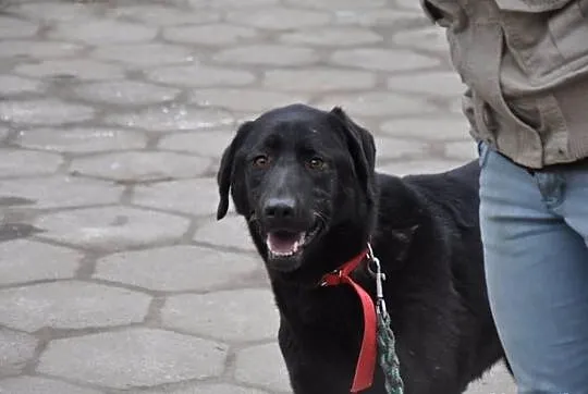 Tara w typie labradora do adopcji