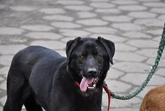 Tara w typie labradora do adopcji