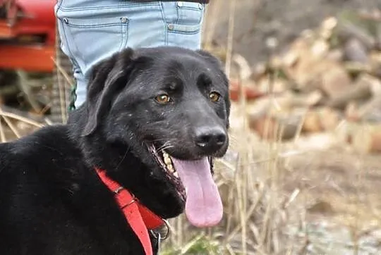 Tara w typie labradora do adopcji