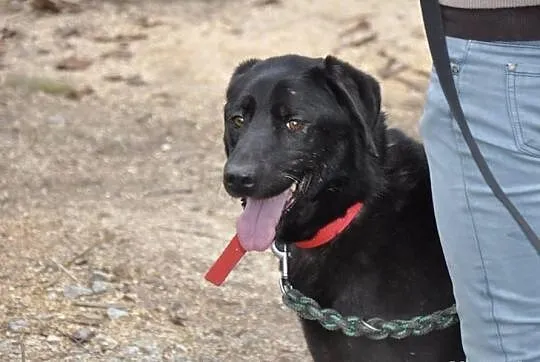 Tara w typie labradora do adopcji