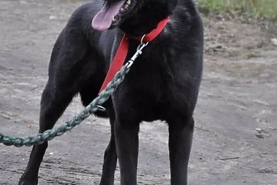 Tara w typie labradora do adopcji