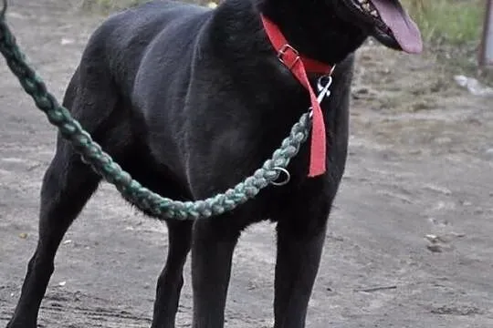 Tara w typie labradora do adopcji