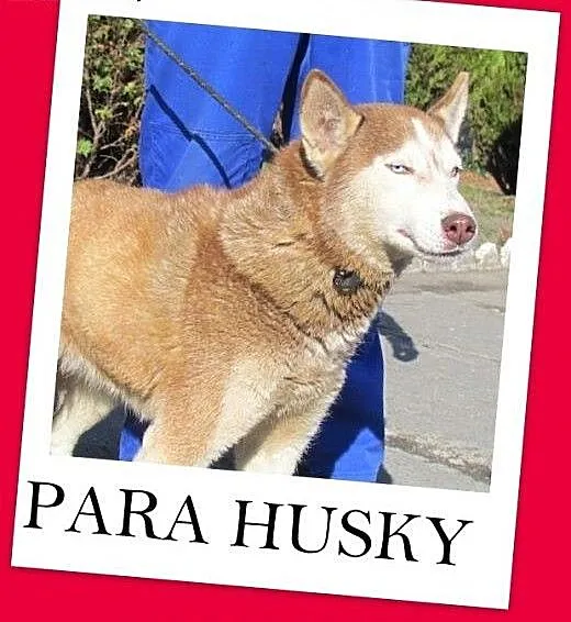 Wspólny dom? Dwie suczki husky,bardzo zżyte.ADOPCJ
