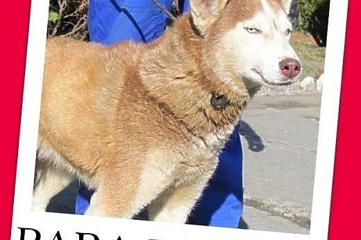 Wspólny dom? Dwie suczki husky,bardzo zżyte.ADOPCJ
