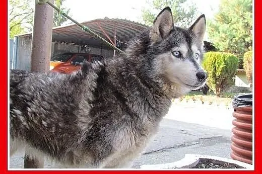 Wspólny dom? Dwie suczki husky,bardzo zżyte.ADOPCJ