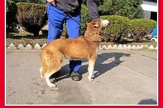 Wspólny dom? Dwie suczki husky,bardzo zżyte.ADOPCJ