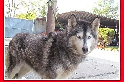 Wspólny dom? Dwie suczki husky,bardzo zżyte.ADOPCJ