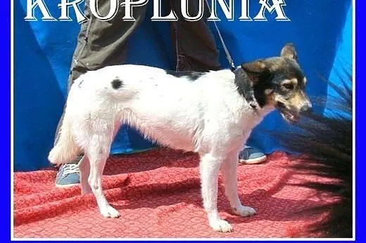 10 kg,smukła,łagodna,przytulaśna suczka KROPLUNIA.Adpcja,  dolnośląskie Wrocław