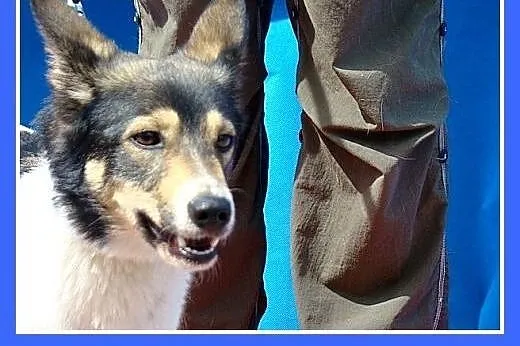 10 kg,smukła,łagodna,przytulaśna suczka KROPLUNIA.
