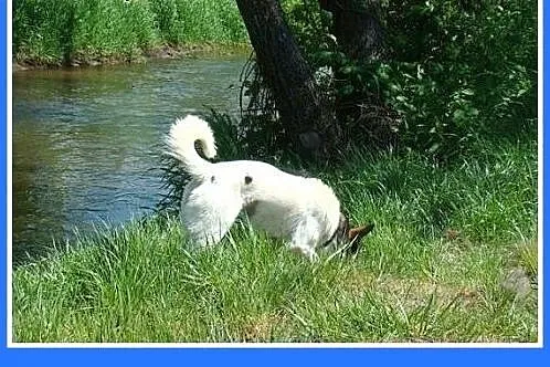 10 kg,smukła,łagodna,przytulaśna suczka KROPLUNIA.