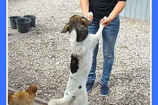 10 kg,smukła,łagodna,przytulaśna suczka KROPLUNIA.