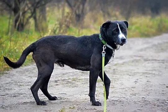 Roki, spokojny psiak o gołębim serduszku!