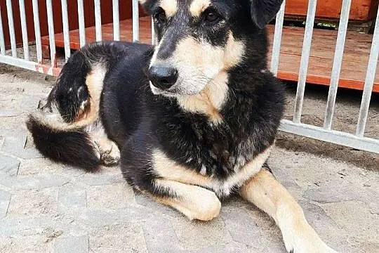 Frania, niekonfliktowa, kochana sunia szuka kochającego domu!,  Kundelki cała Polska