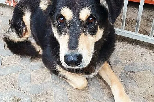 Frania, niekonfliktowa, kochana sunia szuka kochającego domu!,  Kundelki cała Polska, 