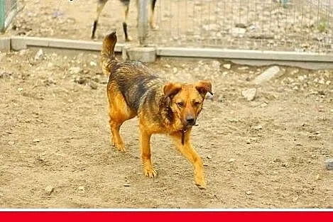 Na podwórko,średnia,sterylizowana suczka RUDA.Adop